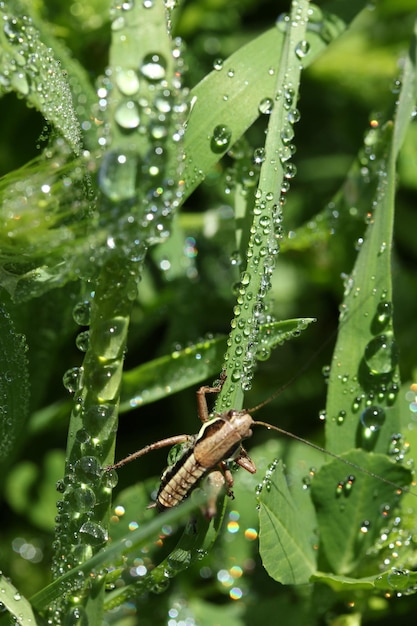 Saltamontes en hojas verdes Hojas y gotas de agua