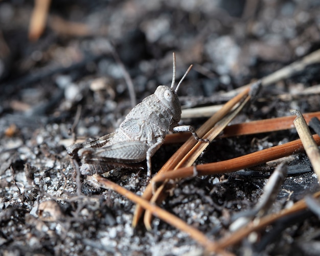 saltamontes, langosta grande a la orilla del mar