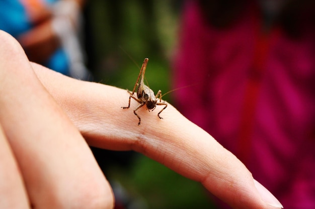 Foto el saltamontes en la mano cortada