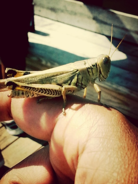 El saltamontes en la mano cortada