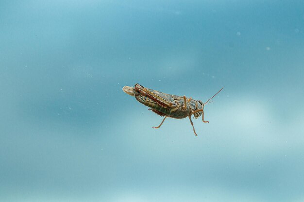 Saltamontes maravilloso contra un cielo azul