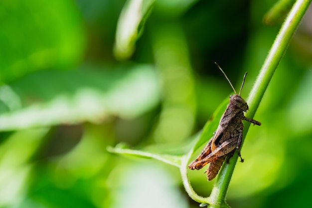 El saltamontes marrón en el árbol