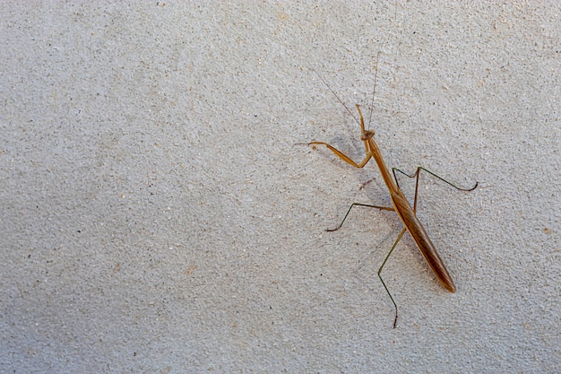 Foto saltamontes marrón en las paredes de cemento.