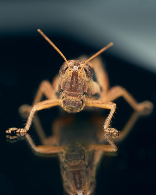 Saltamontes marrón reflejado en una superficie negra