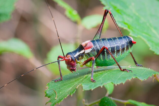 Foto un saltamontes con una nariz roja está en una hoja