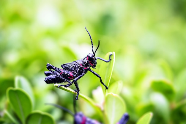 saltamontes negro, conocido como langosta soldado, pequeño insecto, plaga de plantación