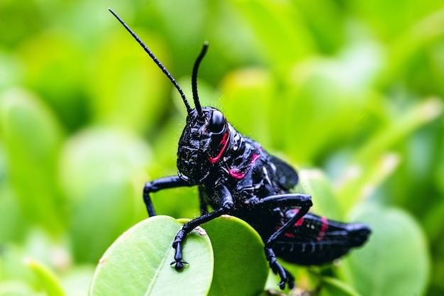 saltamontes negro, conocido como langosta soldado, pequeño insecto, plaga de plantación