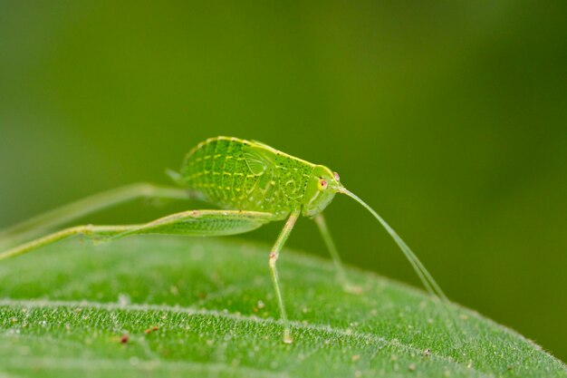 Saltamontes ninfa Katydid en hoja verde