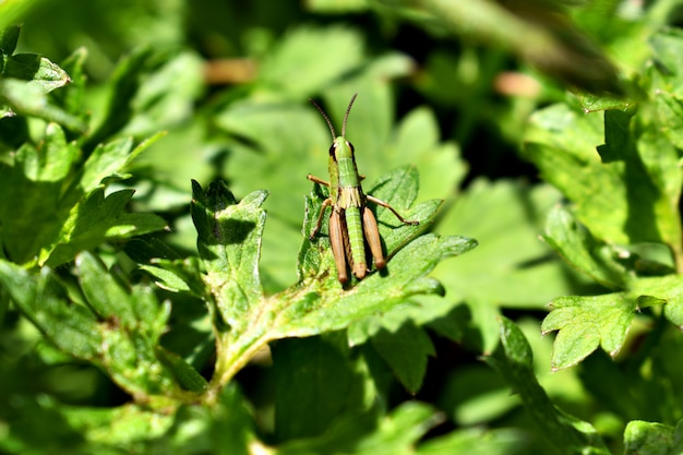 Saltamontes - Orthoptera