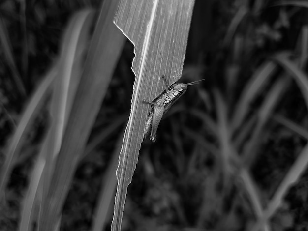 Saltamontes del paisaje en la naturaleza hermosa del fondo de la hoja de la hierba