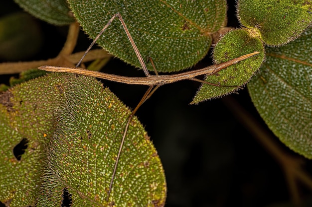 Saltamontes Palo Neotropical