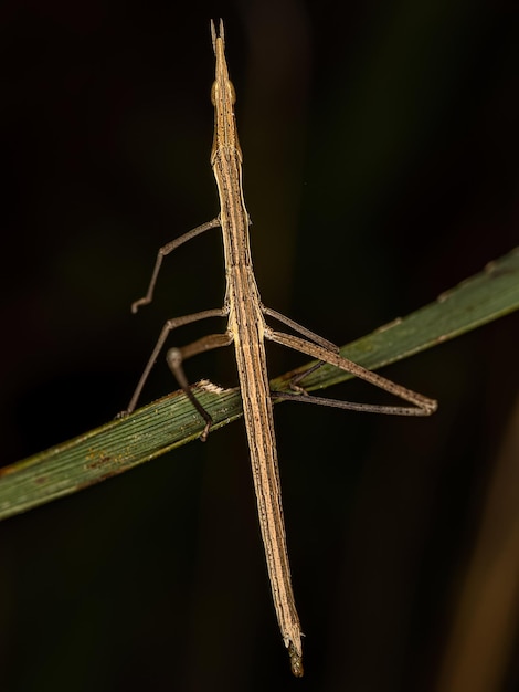 Saltamontes Palo Neotropical