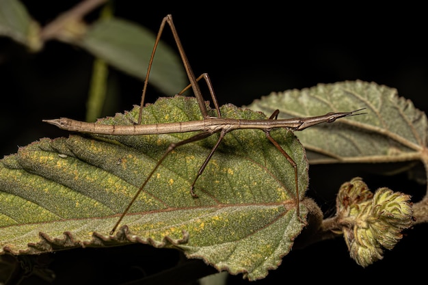 Saltamontes Palo Neotropical