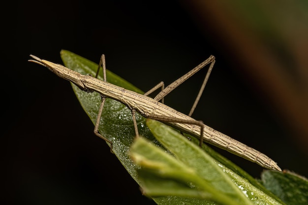 Saltamontes Palo Neotropical