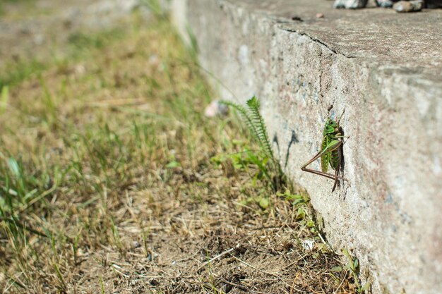 Saltamontes en una pared blanca con espacio de copia