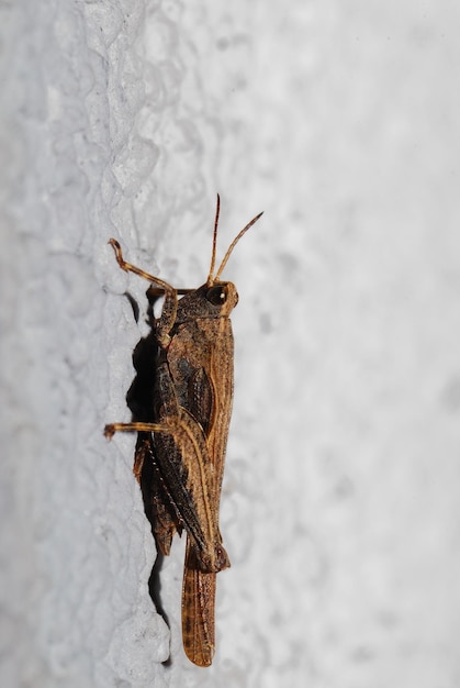 Saltamontes en una pared.