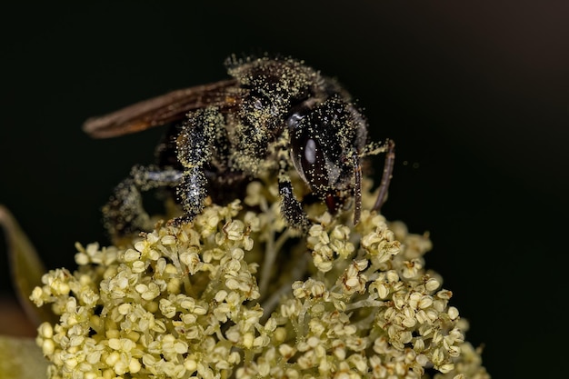 Saltamontes pequeño adulto de la familia Cixiidae