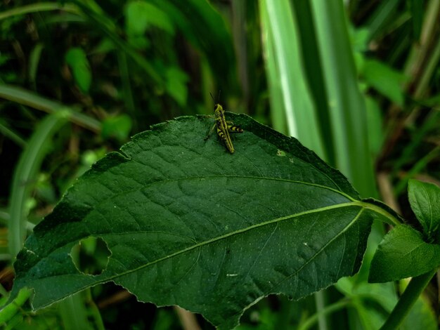 Saltamontes pequeño de commond en craspedia bajo la luz del sol en una hoja con una foto gratis