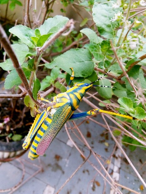 Saltamontes pintado en la naturaleza. Macro