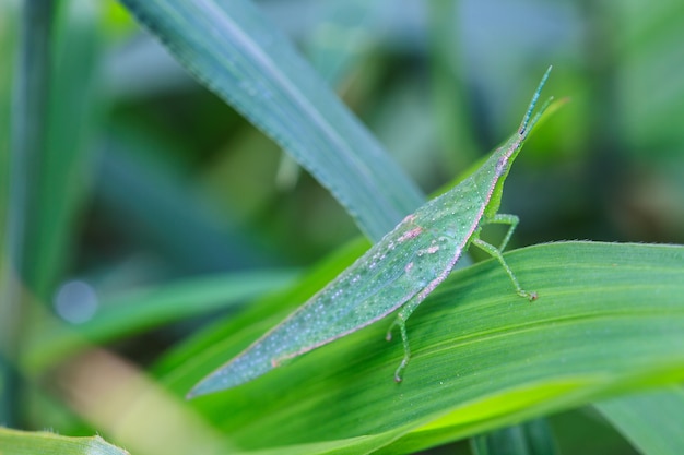 Saltamontes posado en una hoja