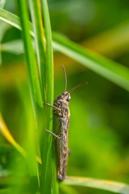 Saltamontes de pradera sentado en una fotografía macro de hoja verde Foto de vida silvestre de jardín de saltamontes verde