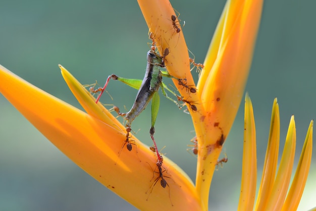 saltamontes de presa de hormiga roja