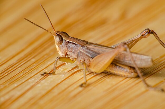 Saltamontes, primer plano de un pequeño saltamontes sobre superficie de madera, enfoque selectivo.