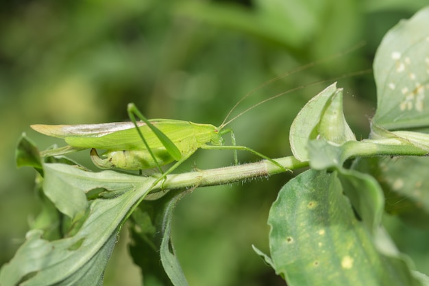 Saltamontes en la rama