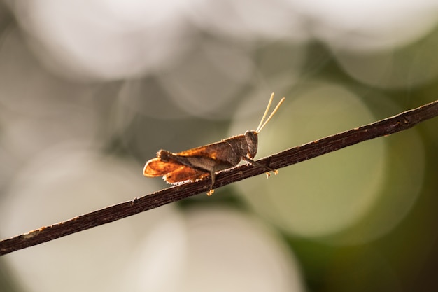 Foto saltamontes en la rama