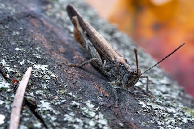 Saltamontes sentado en una corteza, foto macro