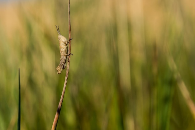 Un saltamontes sentado en la hierba de cerca. Un saltamontes verde. Fotografía macro de un saltamontes (insecto)