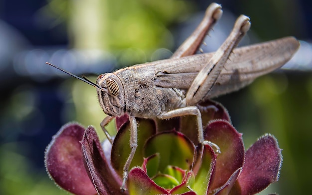 Un saltamontes se sienta en una flor en una maceta