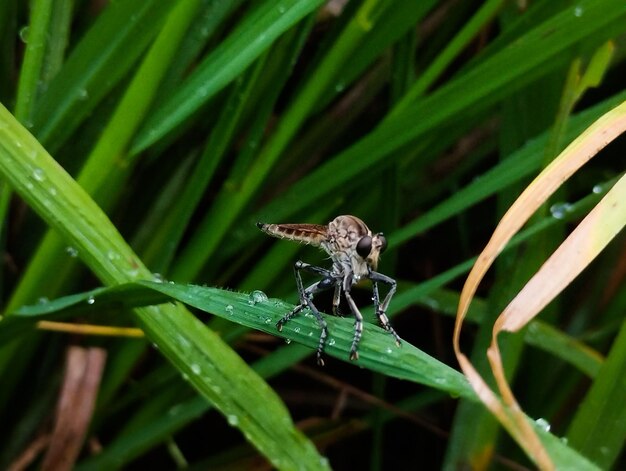 Un saltamontes se sienta en una hoja en la hierba