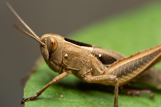 Un saltamontes se sienta en una hoja