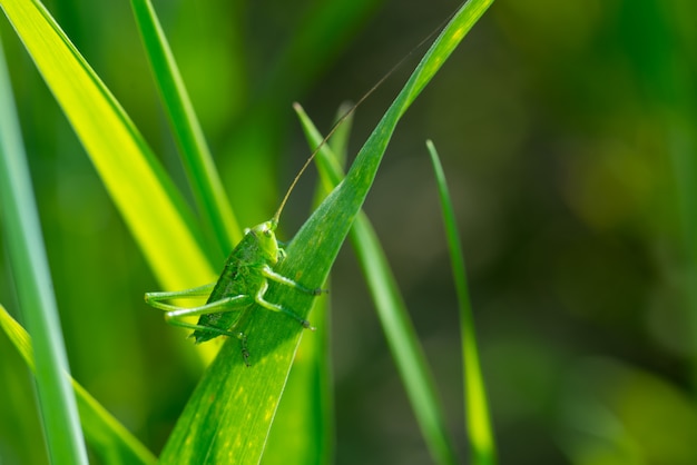 Saltamontes sobre hierba cerca