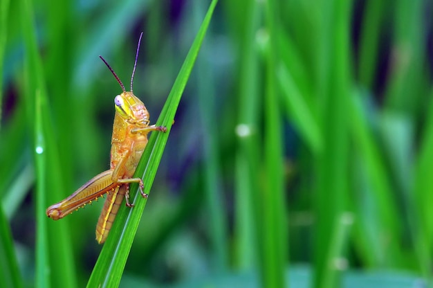 Saltamontes sobre hierba verde