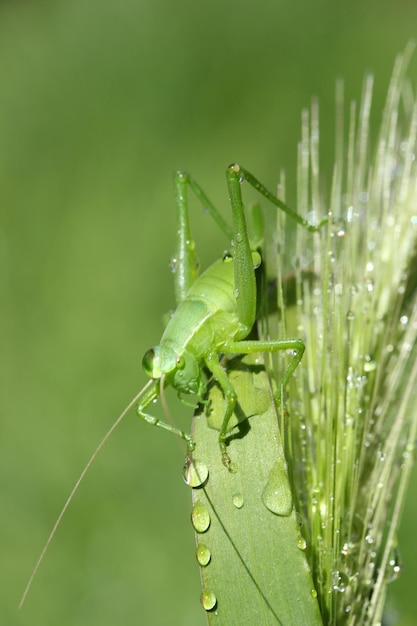 Saltamontes sobre trigo