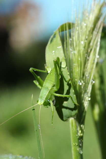 Saltamontes sobre trigo