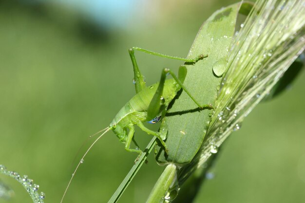 Saltamontes sobre trigo