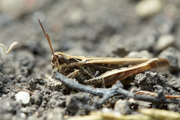 Saltamontes en el sol de la mañana