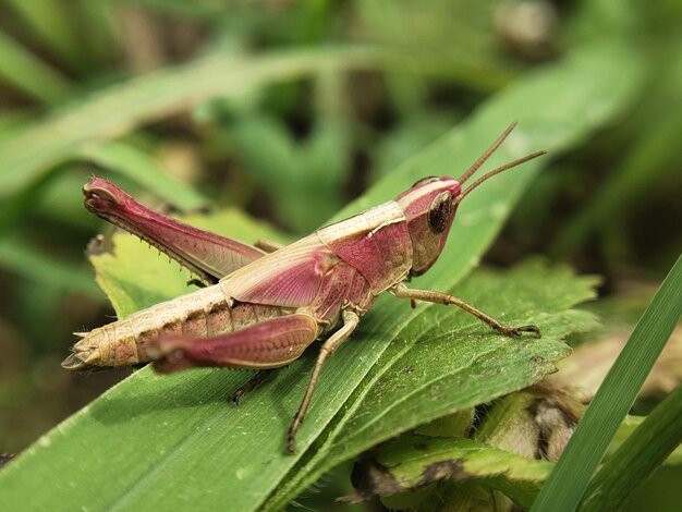 Foto los saltamontes son de color naranja rojizo con hojas verdes.