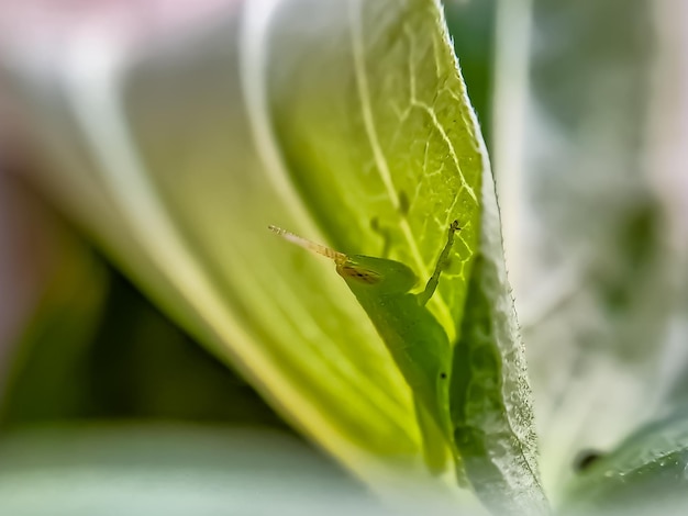 Los saltamontes son un grupo de insectos pertenecientes al suborden Caelifera encaramado