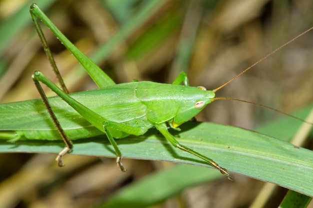 saltamontes en un tallo de hierba