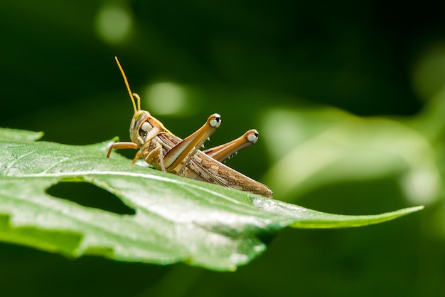 Saltamontes en vara de oro