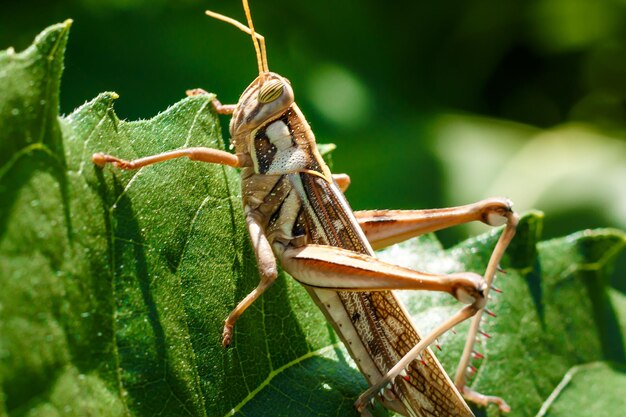 Saltamontes en vara de oro