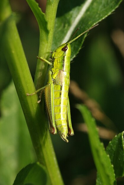 Saltamontes verde claro en la hierba de cerca