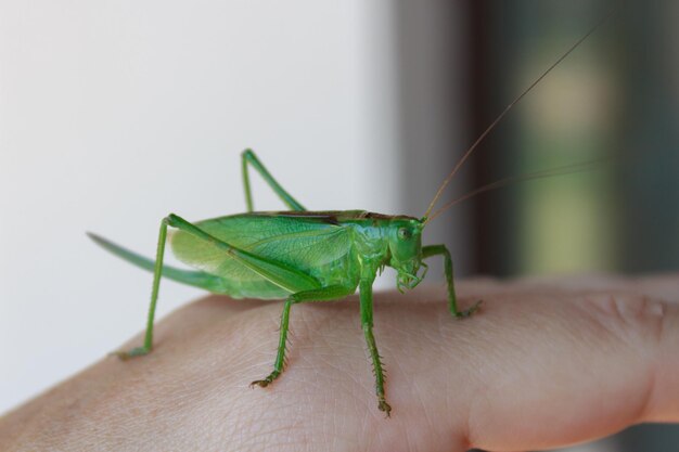 Un saltamontes verde en un dedo.