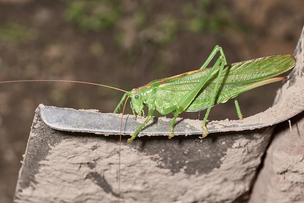 El saltamontes verde una especie de insectos de la familia de los verdaderos saltamontes en el jardín