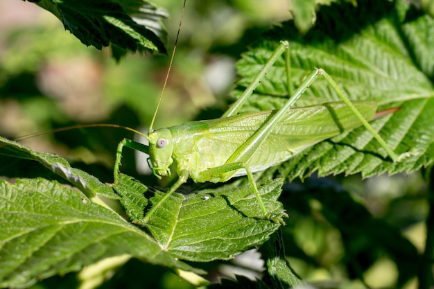 Un saltamontes verde está enmascarado entre hojas verdes en tiempo soleado