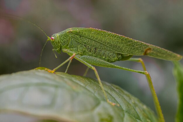 Un saltamontes verde en una hoja en la naturaleza